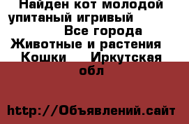 Найден кот,молодой упитаный игривый 12.03.2017 - Все города Животные и растения » Кошки   . Иркутская обл.